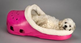 Your Pet Will Love This Shoe Shaped Dog Bed.